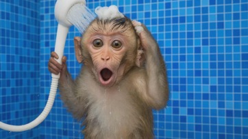 Baby Monkey Bath In The Bathtub And Eat Watermelon Vs Duckling