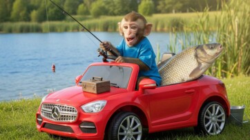 Baby Monkey Goes Fishing To Feed Ody Cat