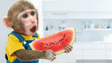 Baby Monkey Vs Puppy Harvest Watermelon In The Farm