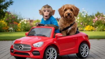 Baby Monkey Drives A Car With His Puppy In The Garden
