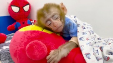 Baby Monkey Wake Up Has Fun Playing With So Cute Ducklings In The Garden